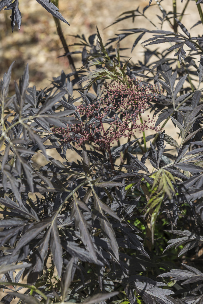 Black Elder