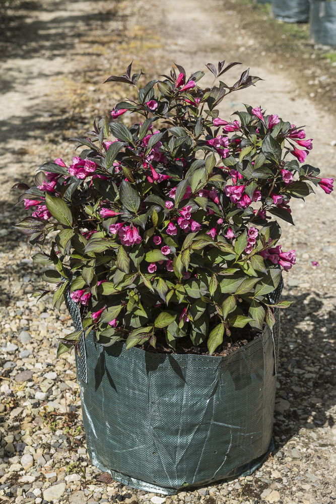 Weigela