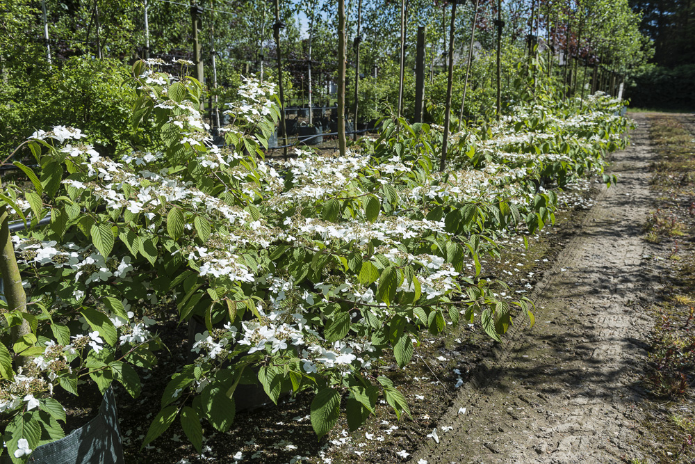Japanese Snowball bush