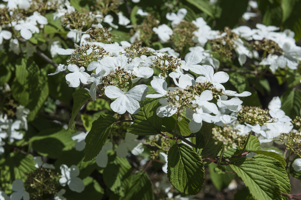 Japanese Snowball bush