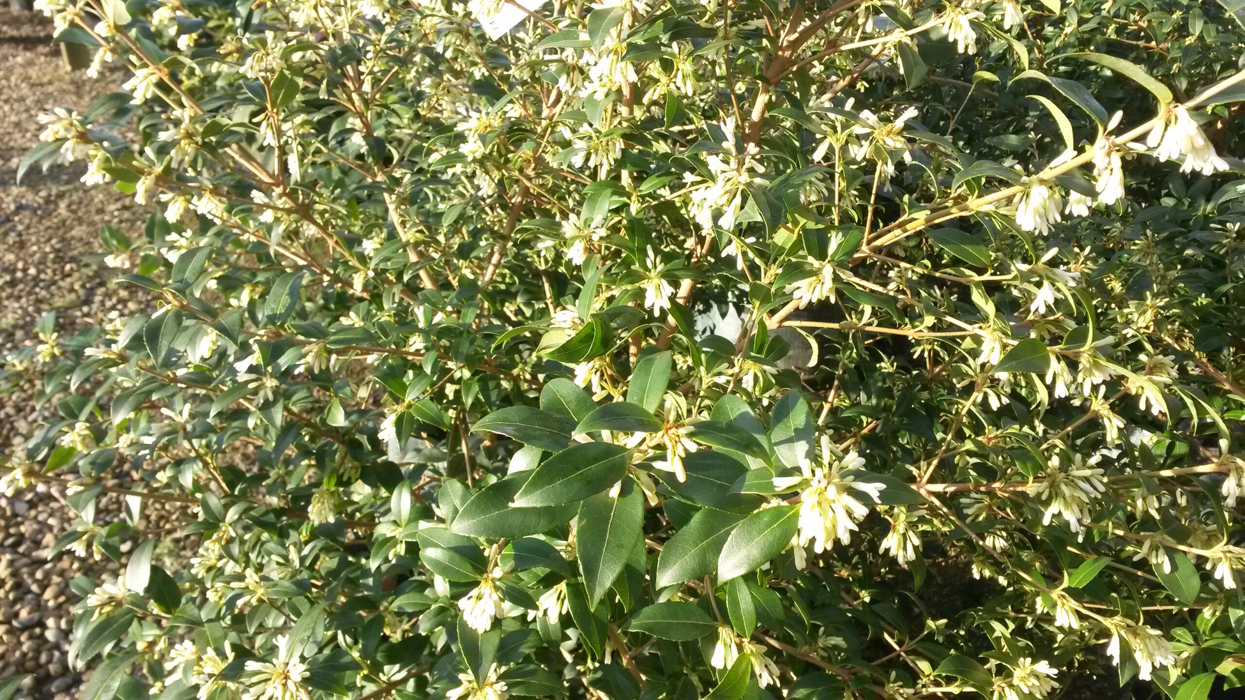 Osmanthus Burkwoodii