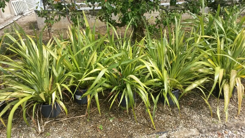 New Zealand Flax