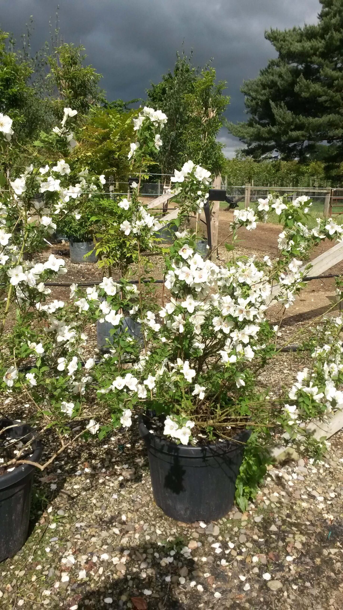 Mock Orange - Belle Etoile