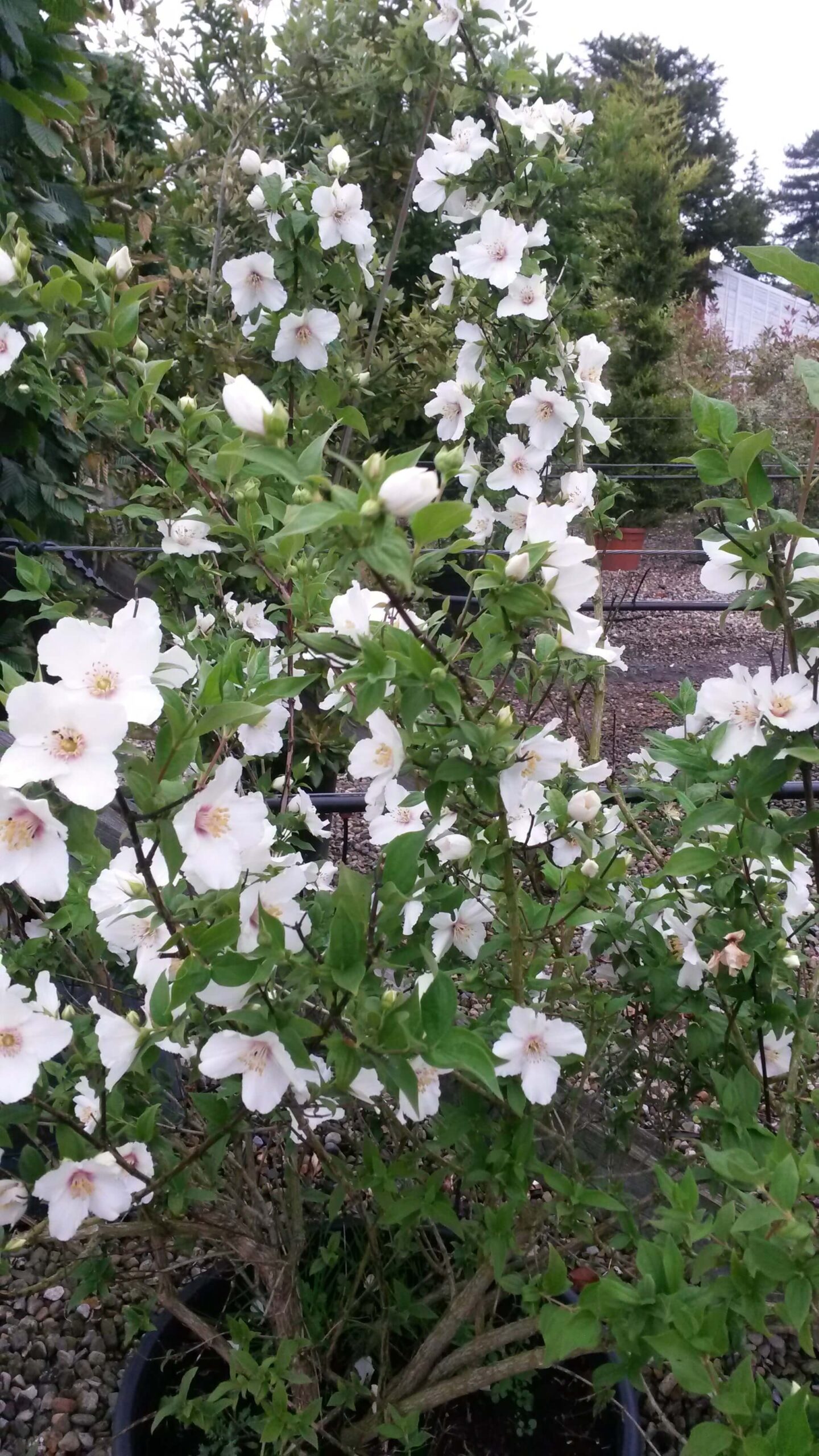 Mock Orange - Belle Etoile