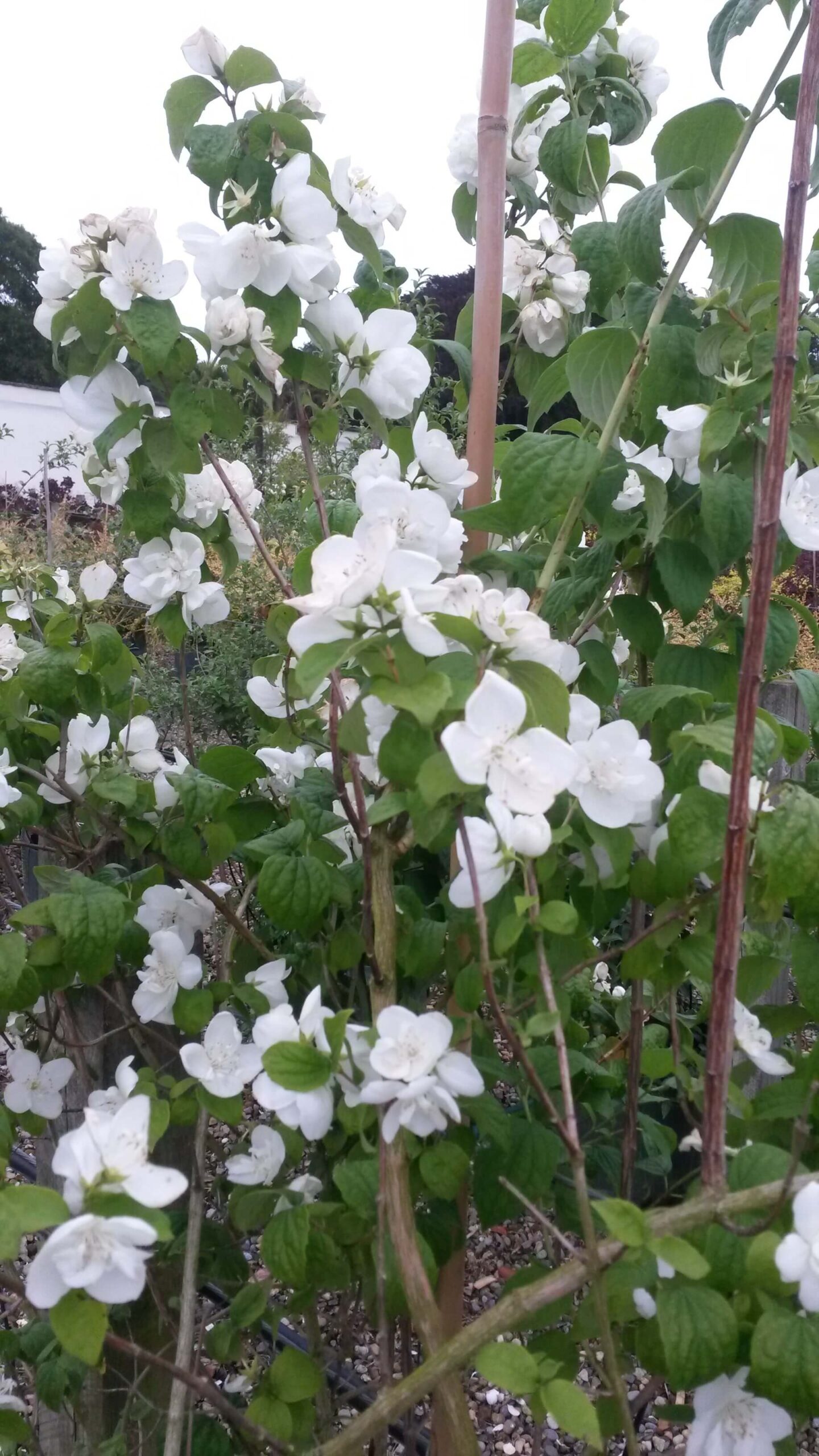 Mock Orange - Virginal