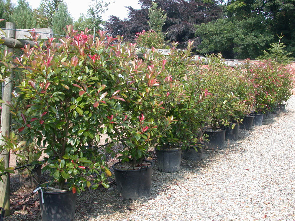 Photinia Red Robin