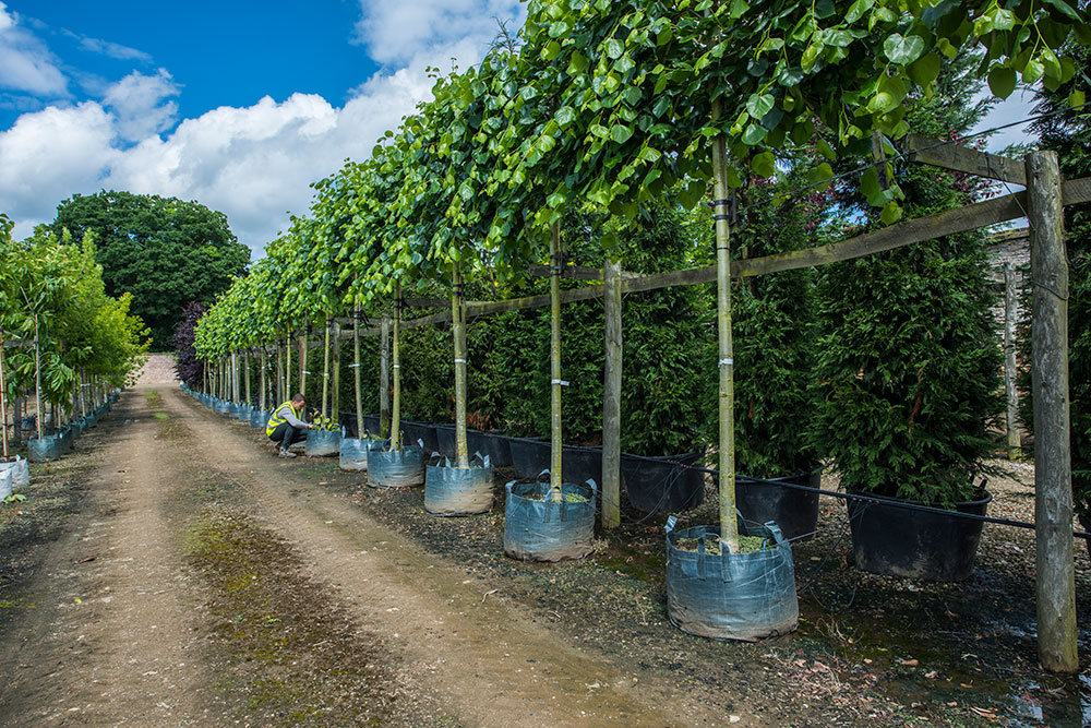Pleached hornbeam