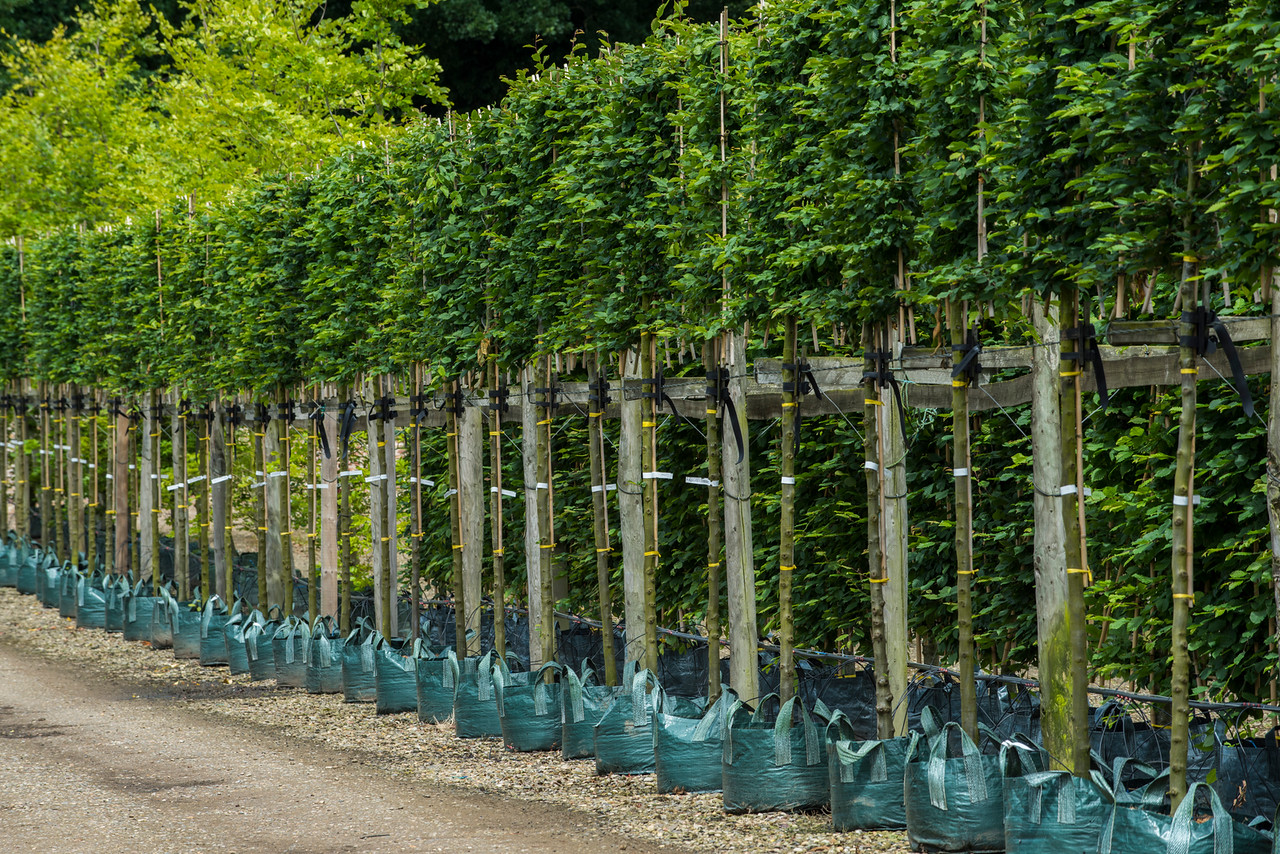 Hornbeam – pleached. The ideal above fence screening trees solution.