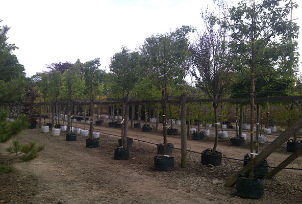 Pleached trees - ornamental pear