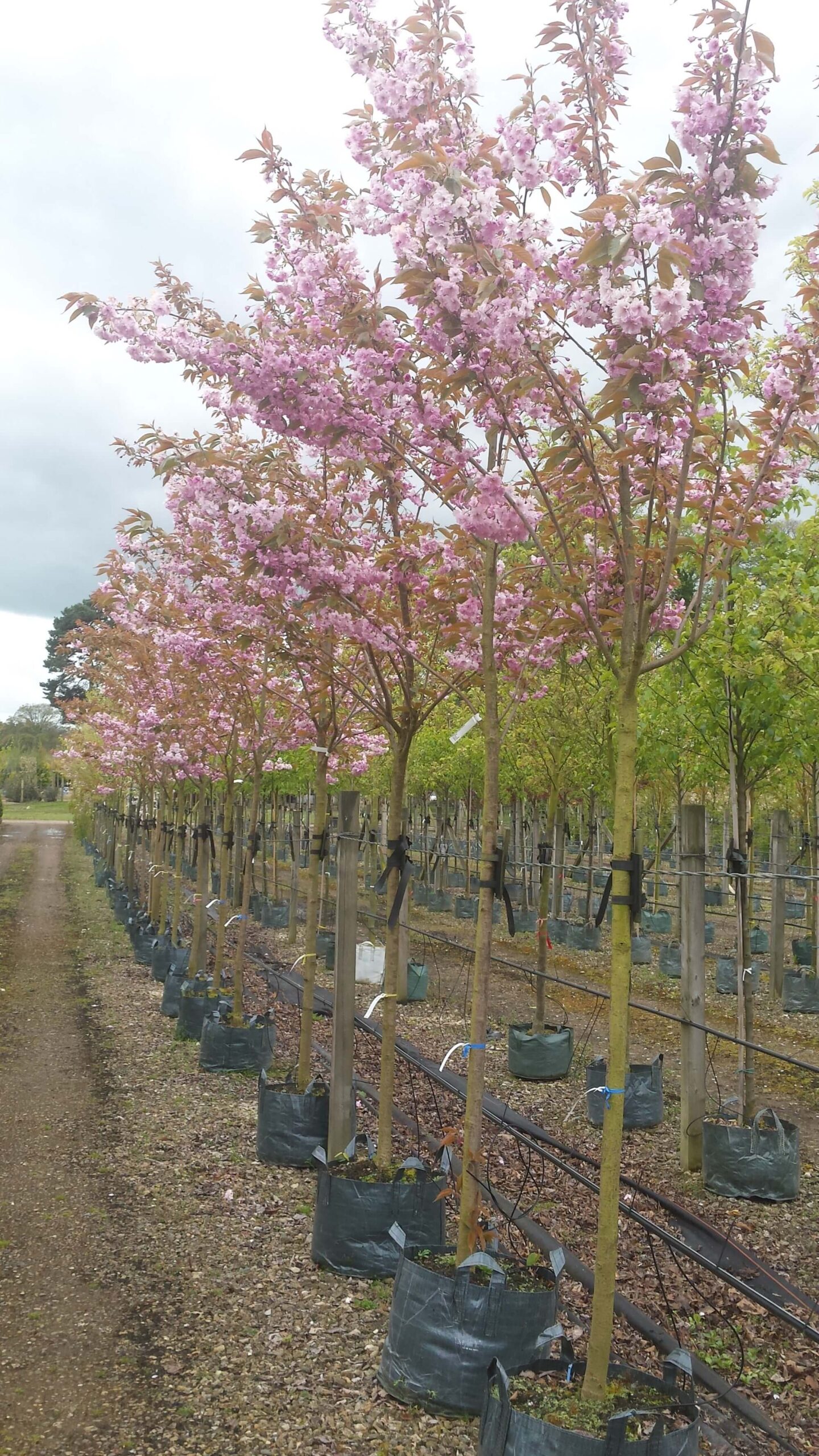 Mature cherry blossom trees UK – double pink