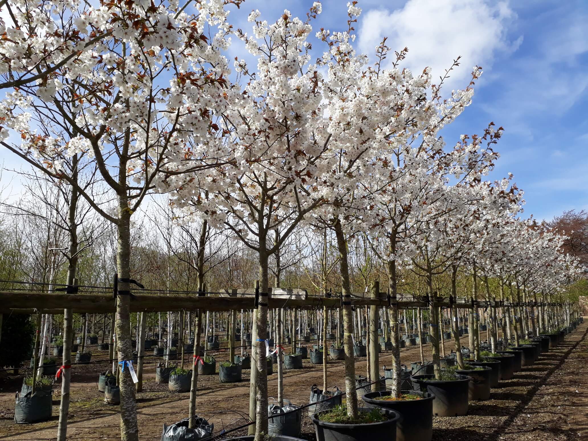 Flowering cherry white