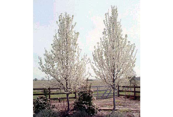 Tall privacy hedge plants - Pyrus Chanticleer trees in blossom