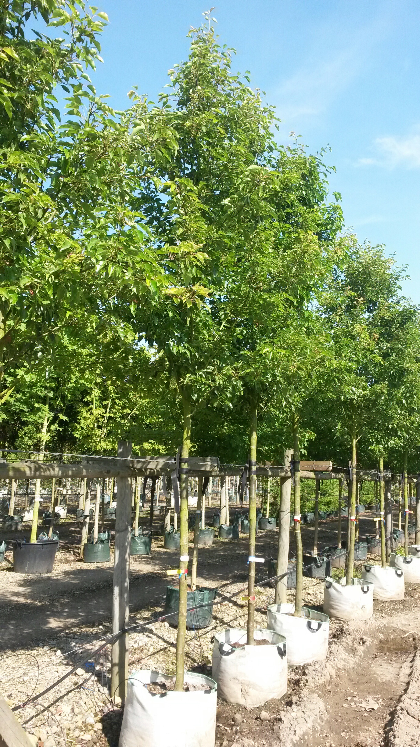 Ornamental Pear trees