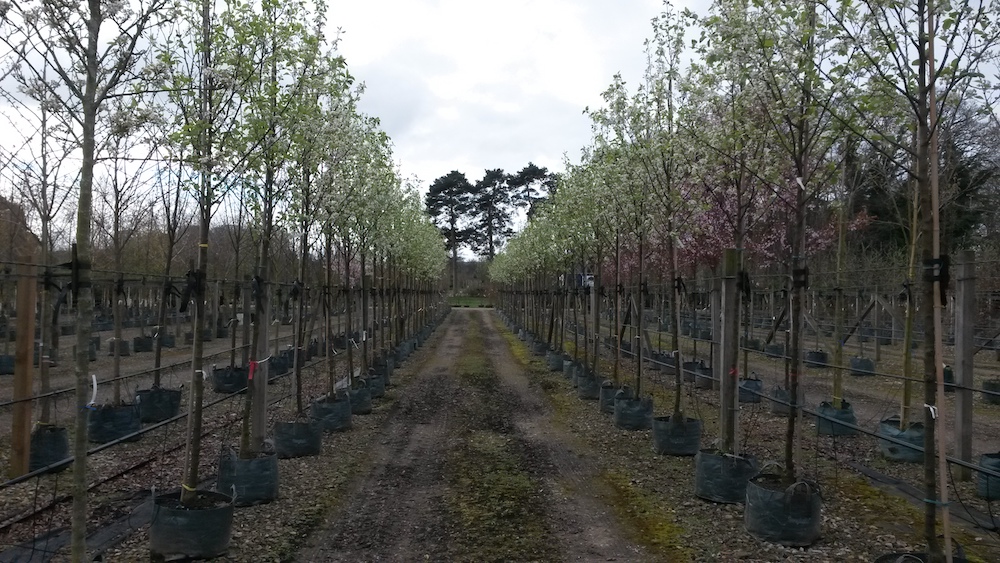 Ornamental Pear trees blossom