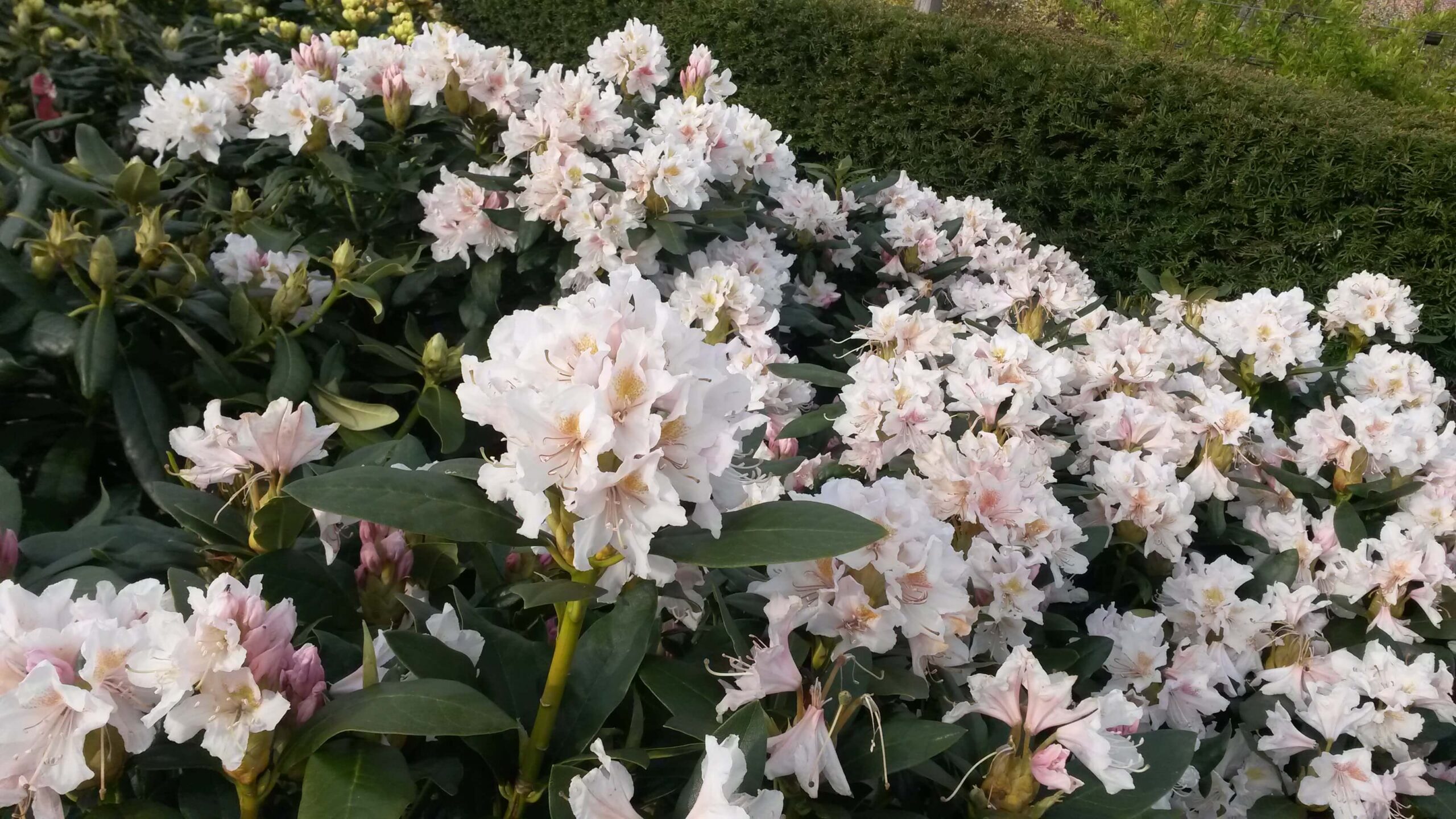 Rhododendrons