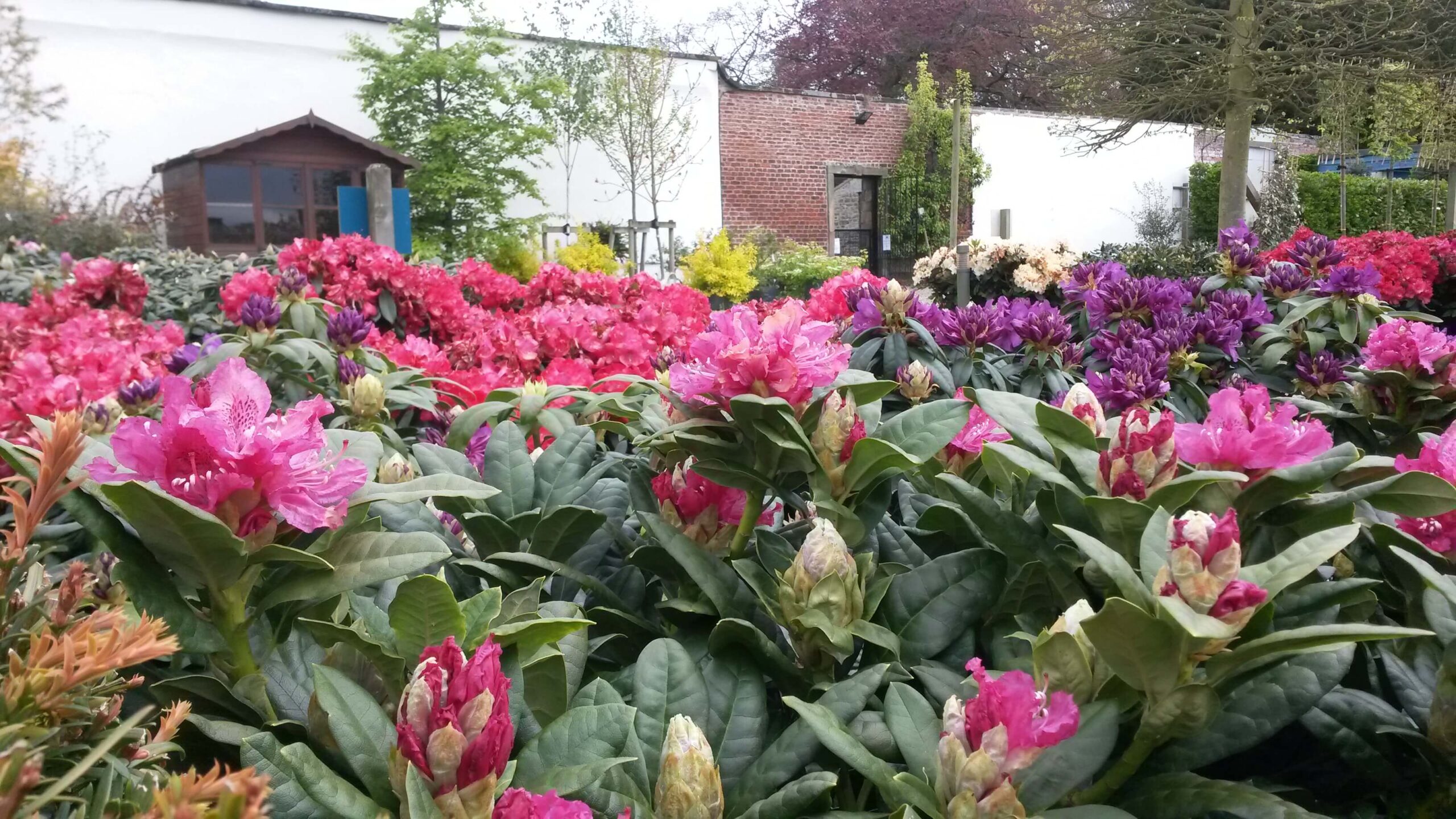 Rhododendrons
