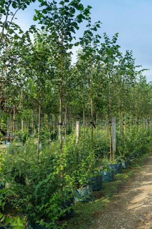 Small leafed lime