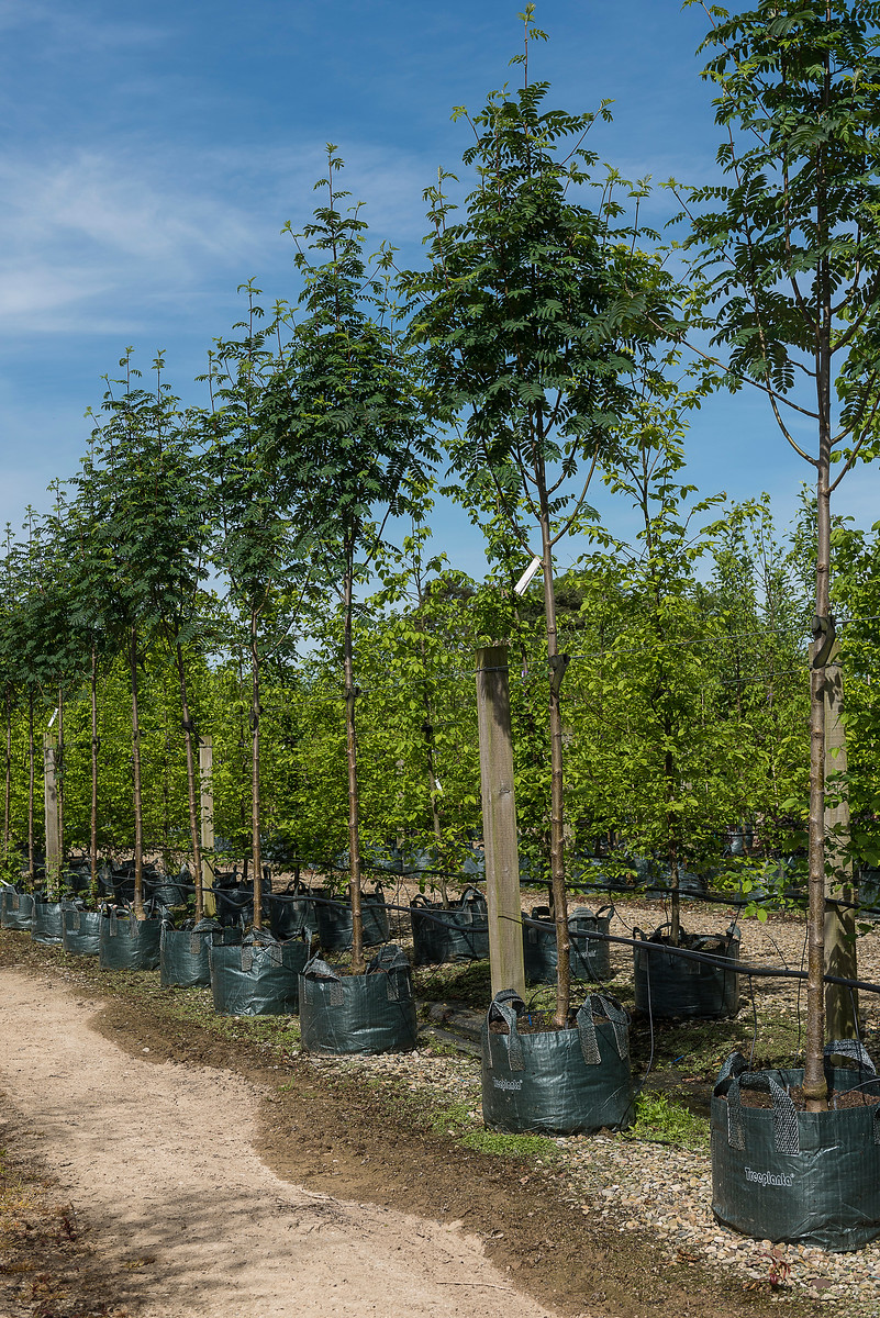 Rowan trees for small gardens