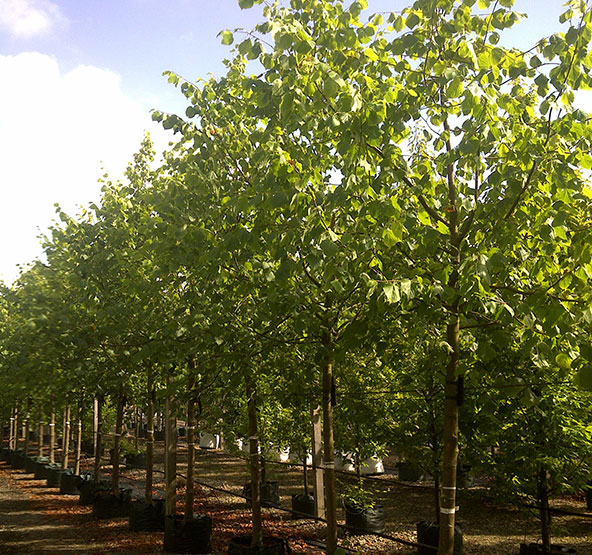 Lime Tree