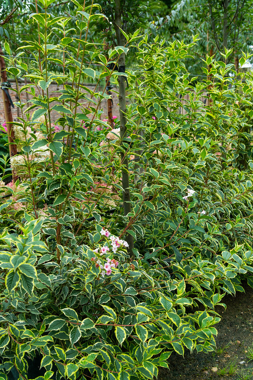 Weigela florida Variegata