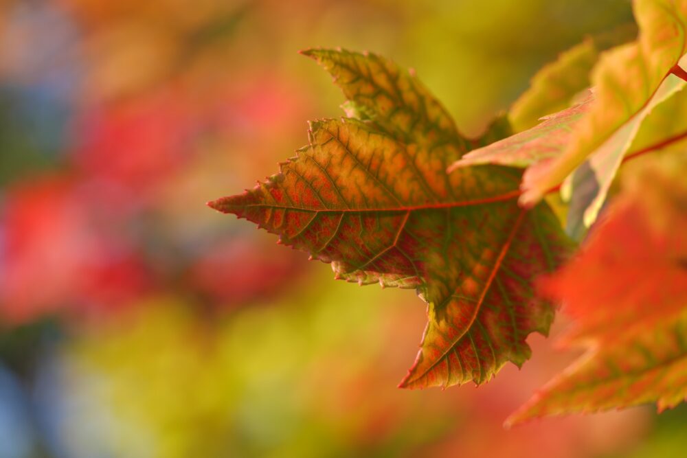 Autumnal Leaves