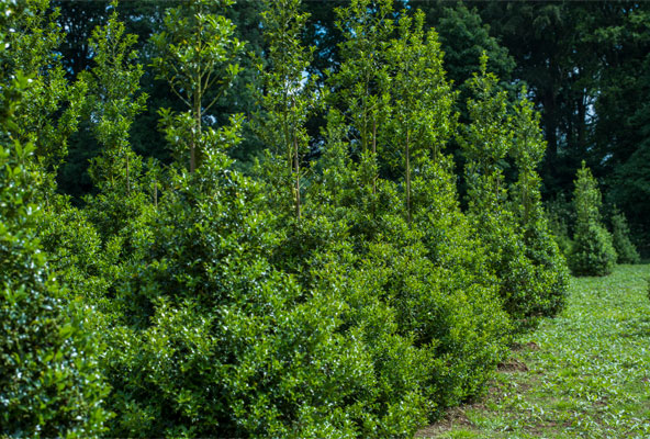 Holly plants for hedges
