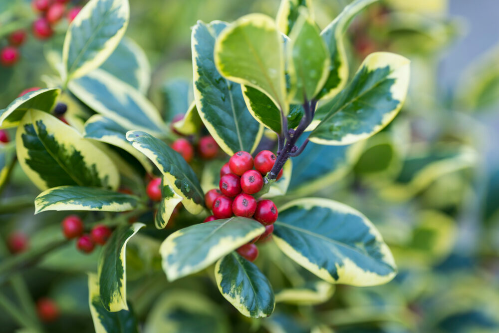 Leaves and red berries