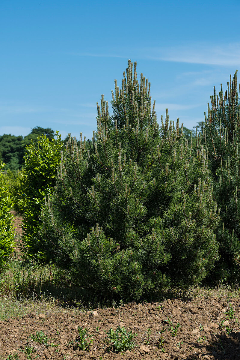 Austrian Pine