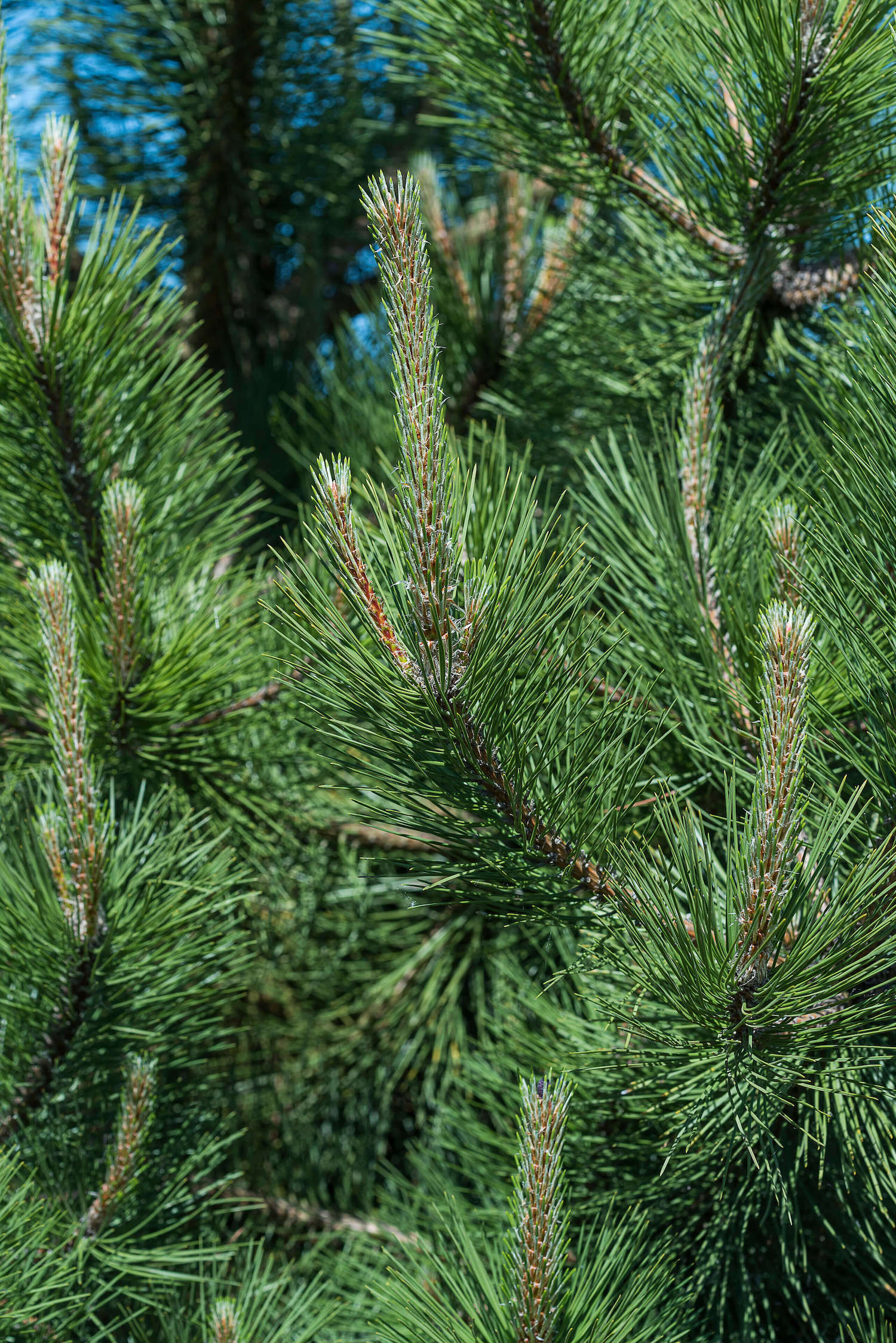 Austrian Pine