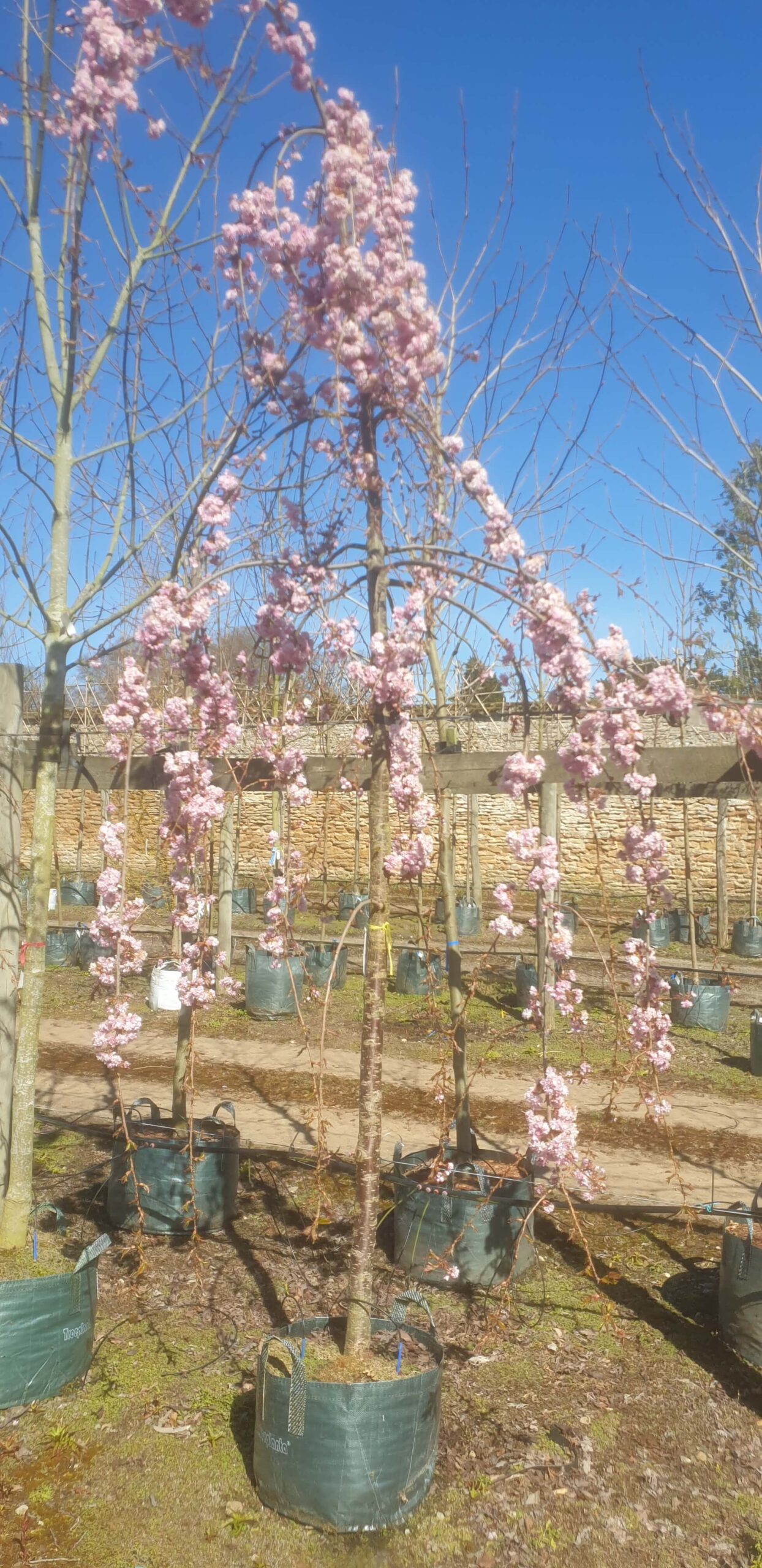 Cheals Weeping Cherry