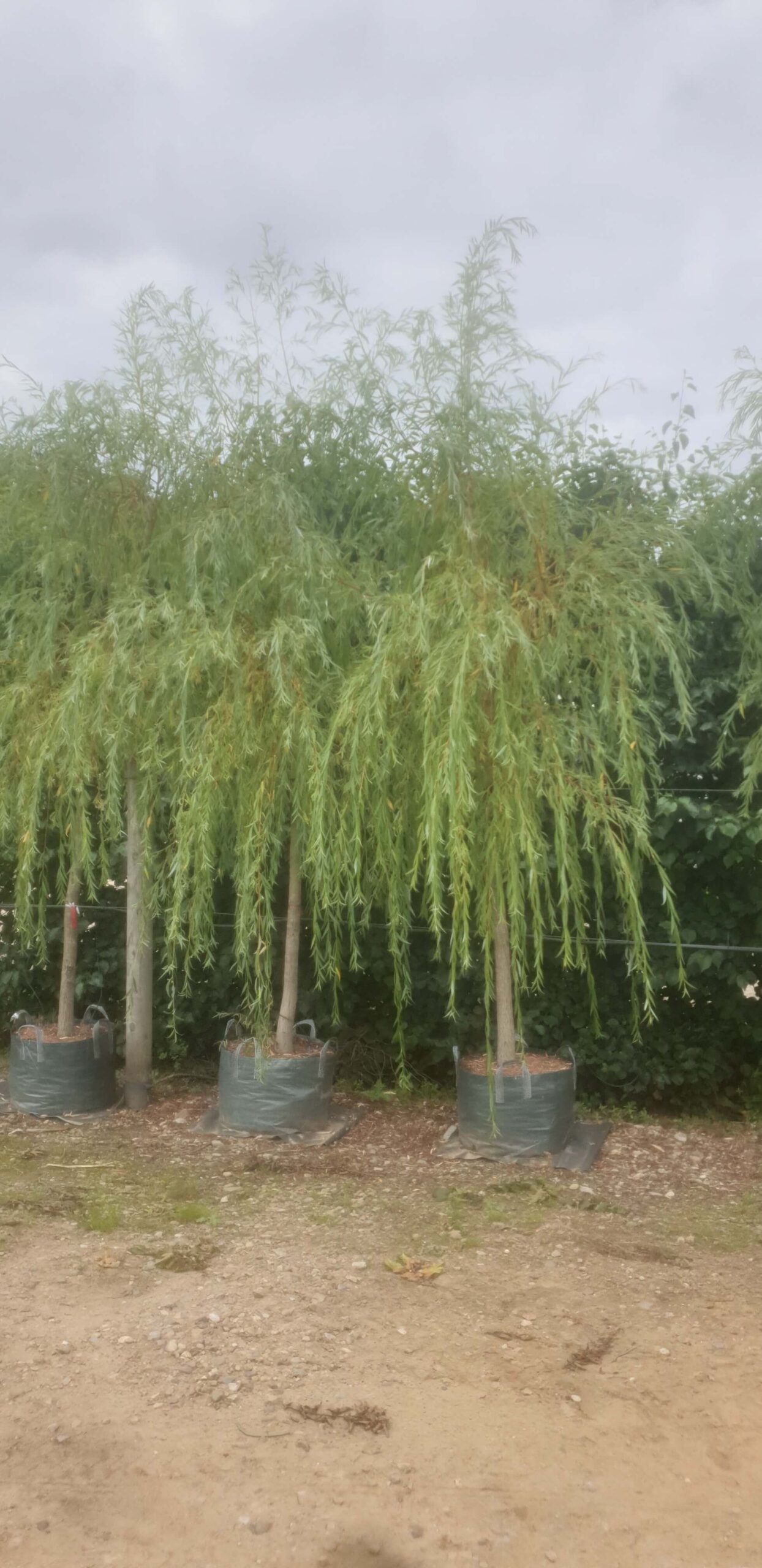 Salix Chrysocoma