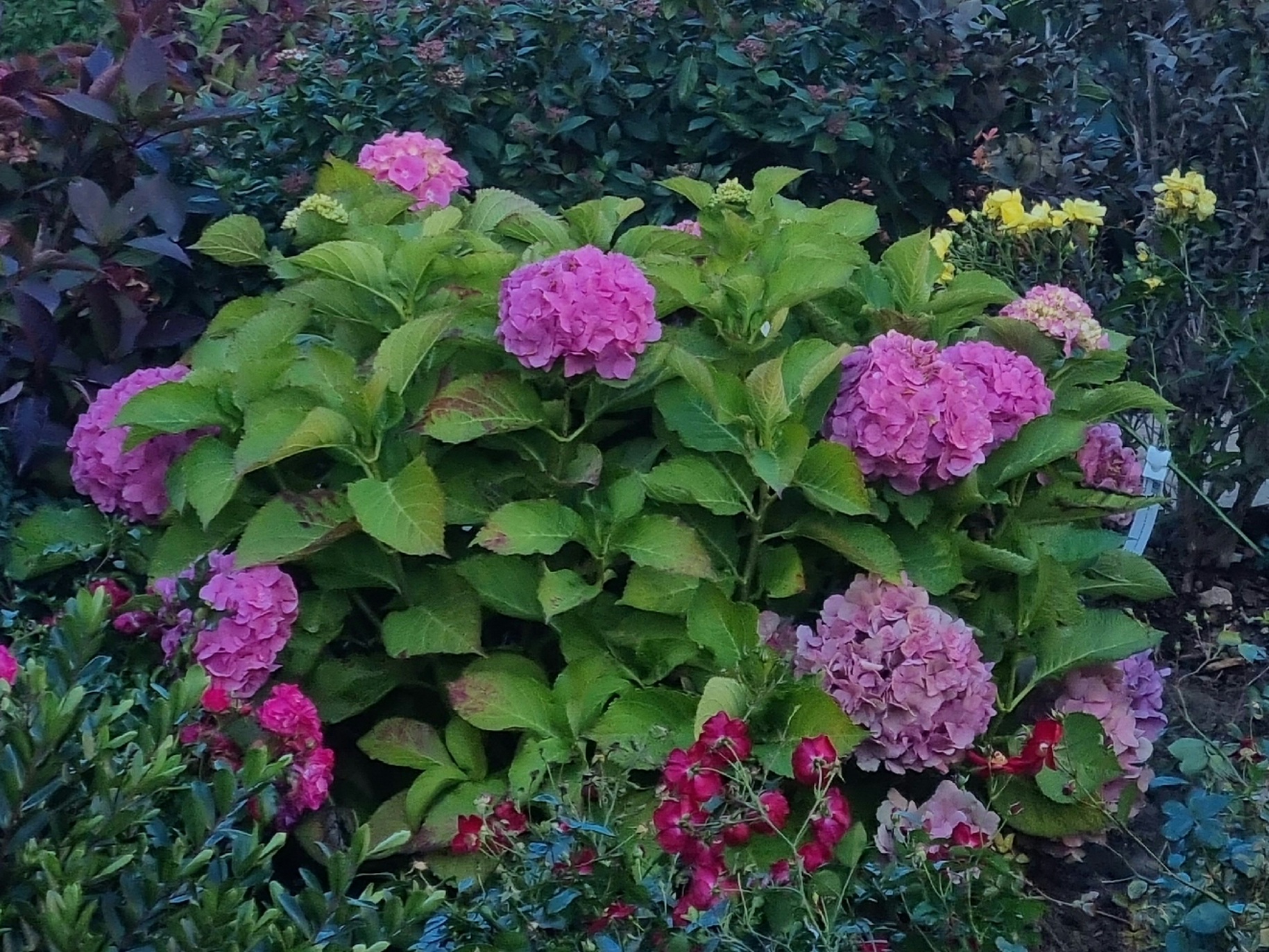 Hydrangea mac. Bodensee