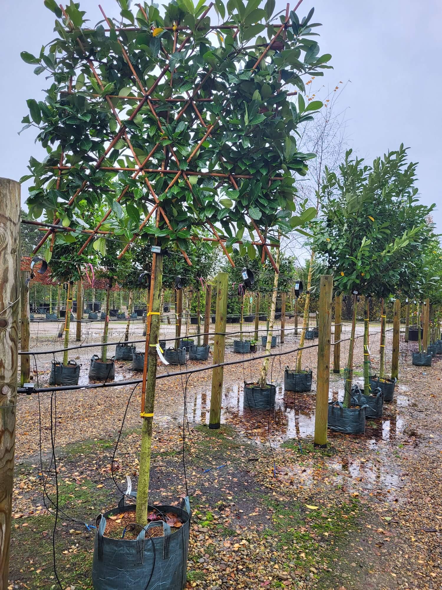 Evergreen pleached trees option: Pleached Cherry Laurel Rotundifolia
