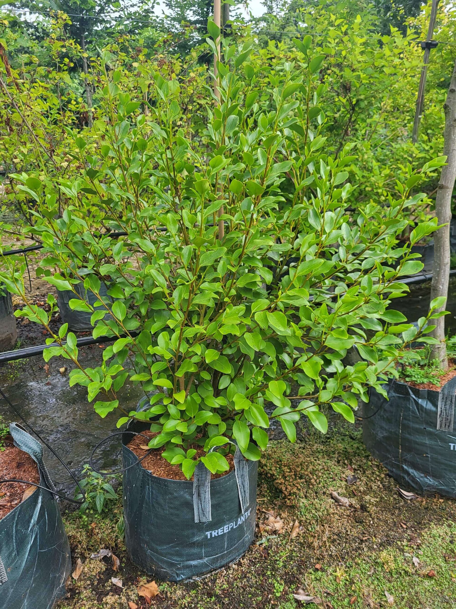 Griselinia littoralis 
