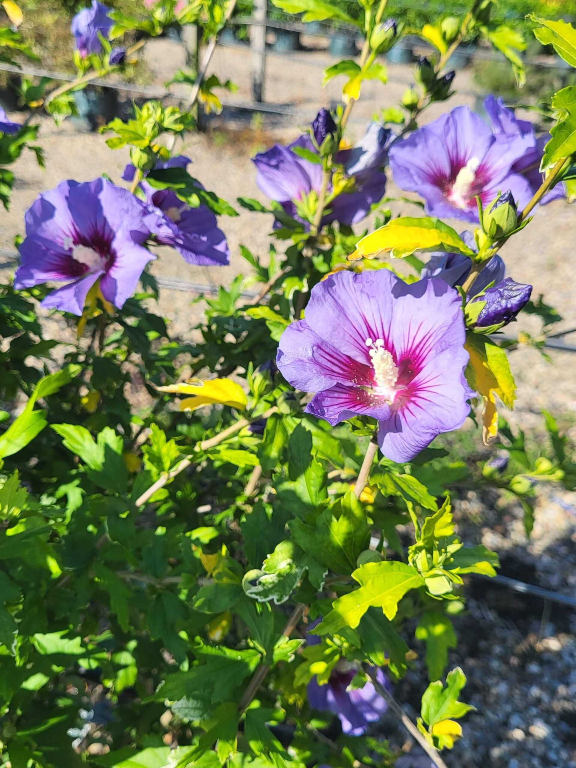 Hibiscus Ultramarine