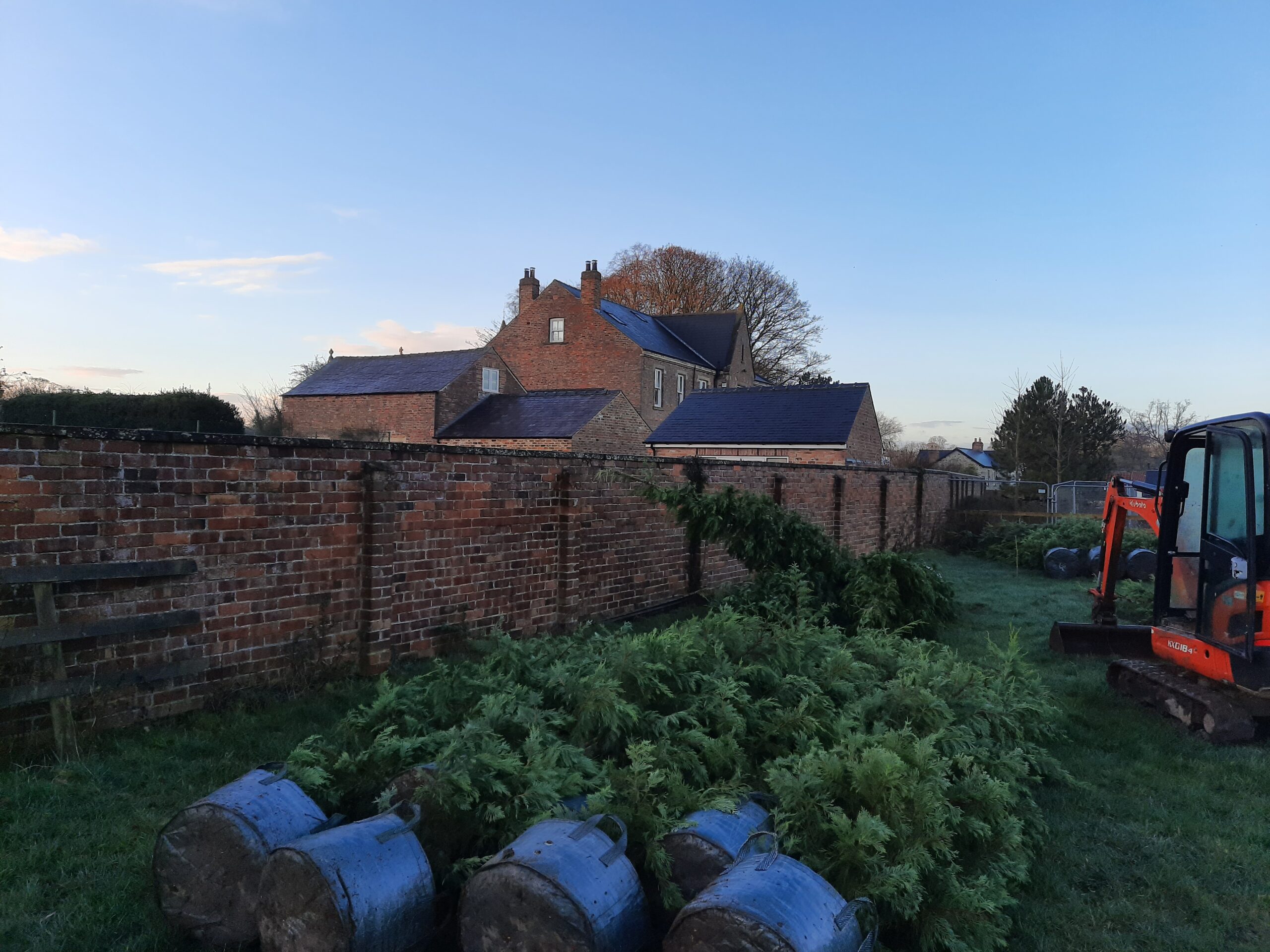 Planting conifers