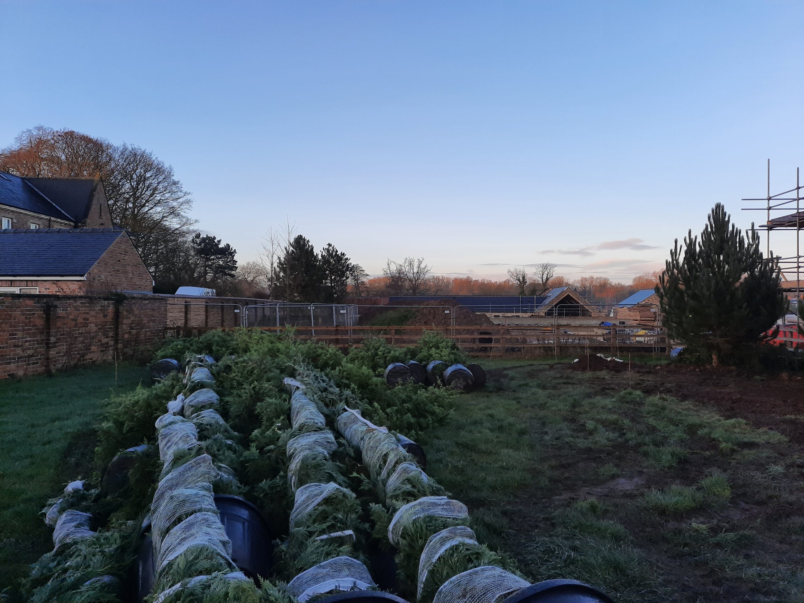 Four to five metre Leylandii conifers grown and ready to be planted by Wykeham Mature Plants