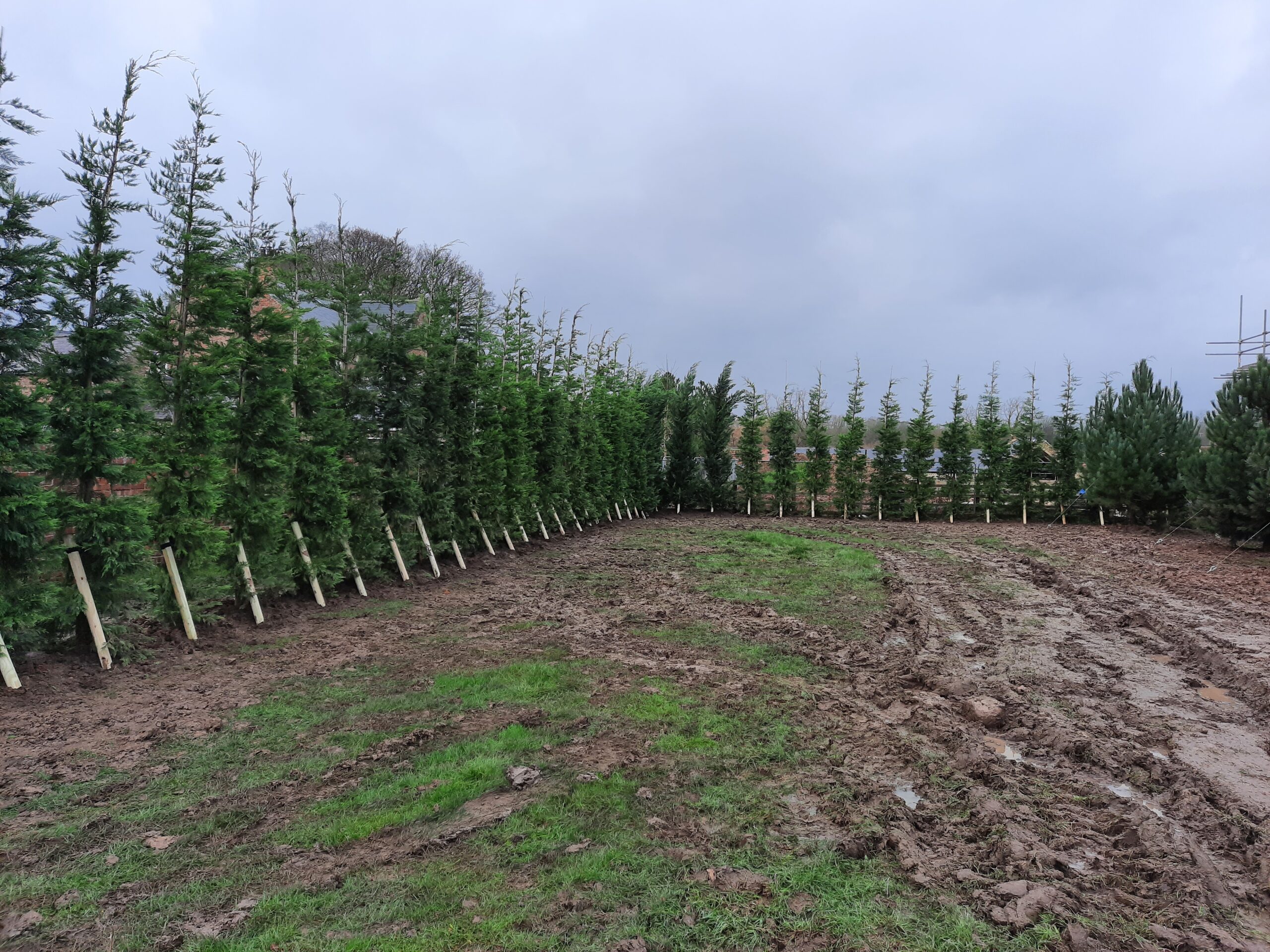 Leylandii conifers - much maligned but are a useful option in the right place