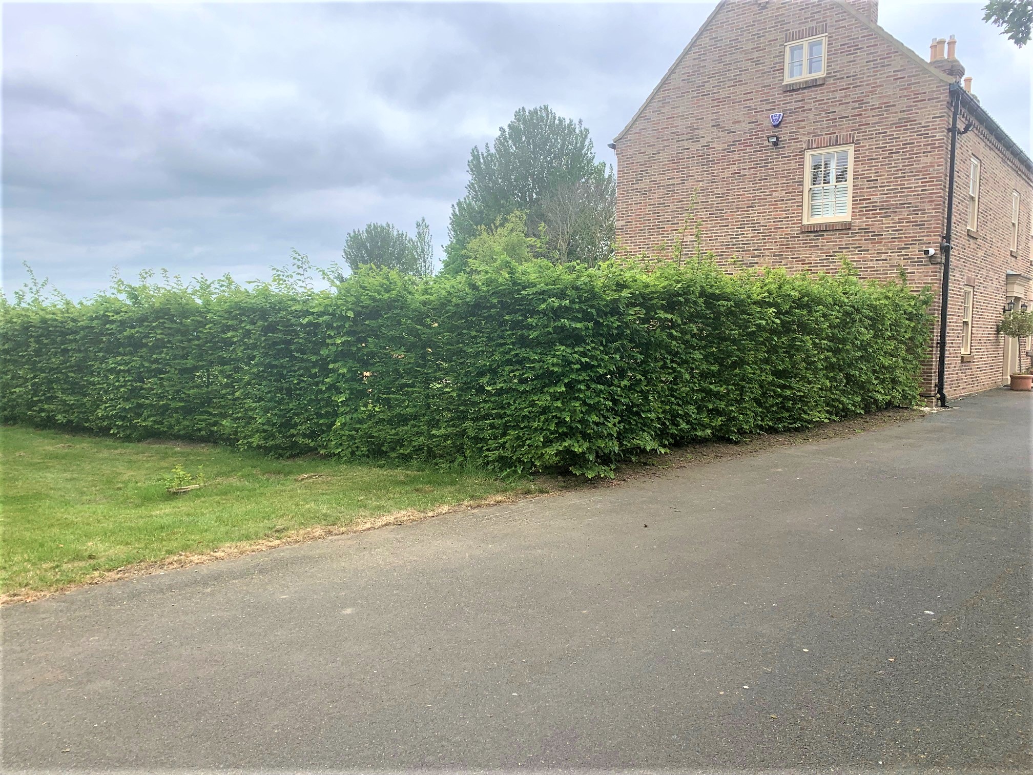 Instant Hornbeam hedging the first summer after planting