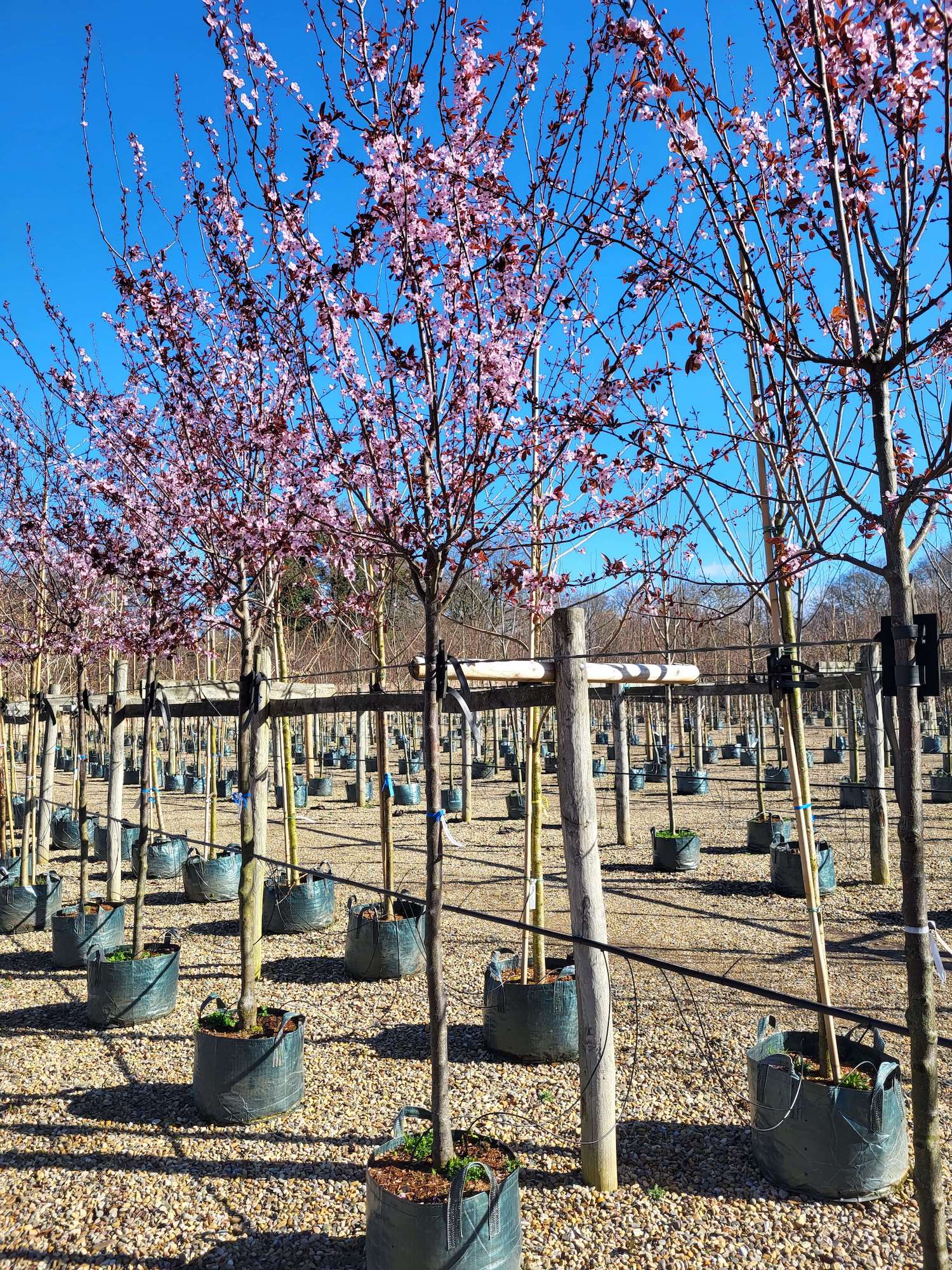 Purple leaved plum