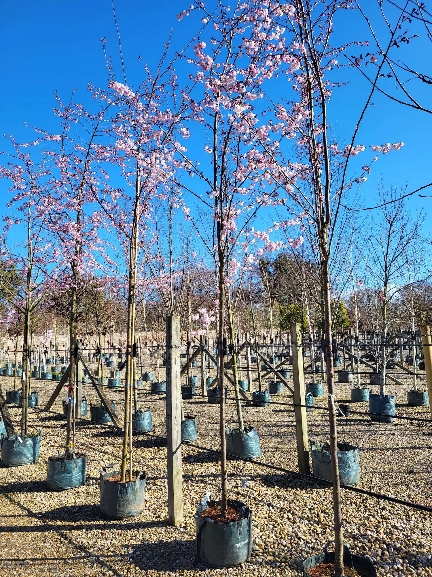 Prunus 'Accolade'