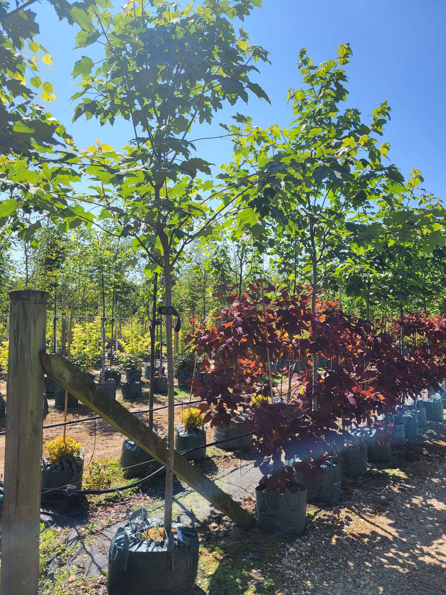 Sycamore tree