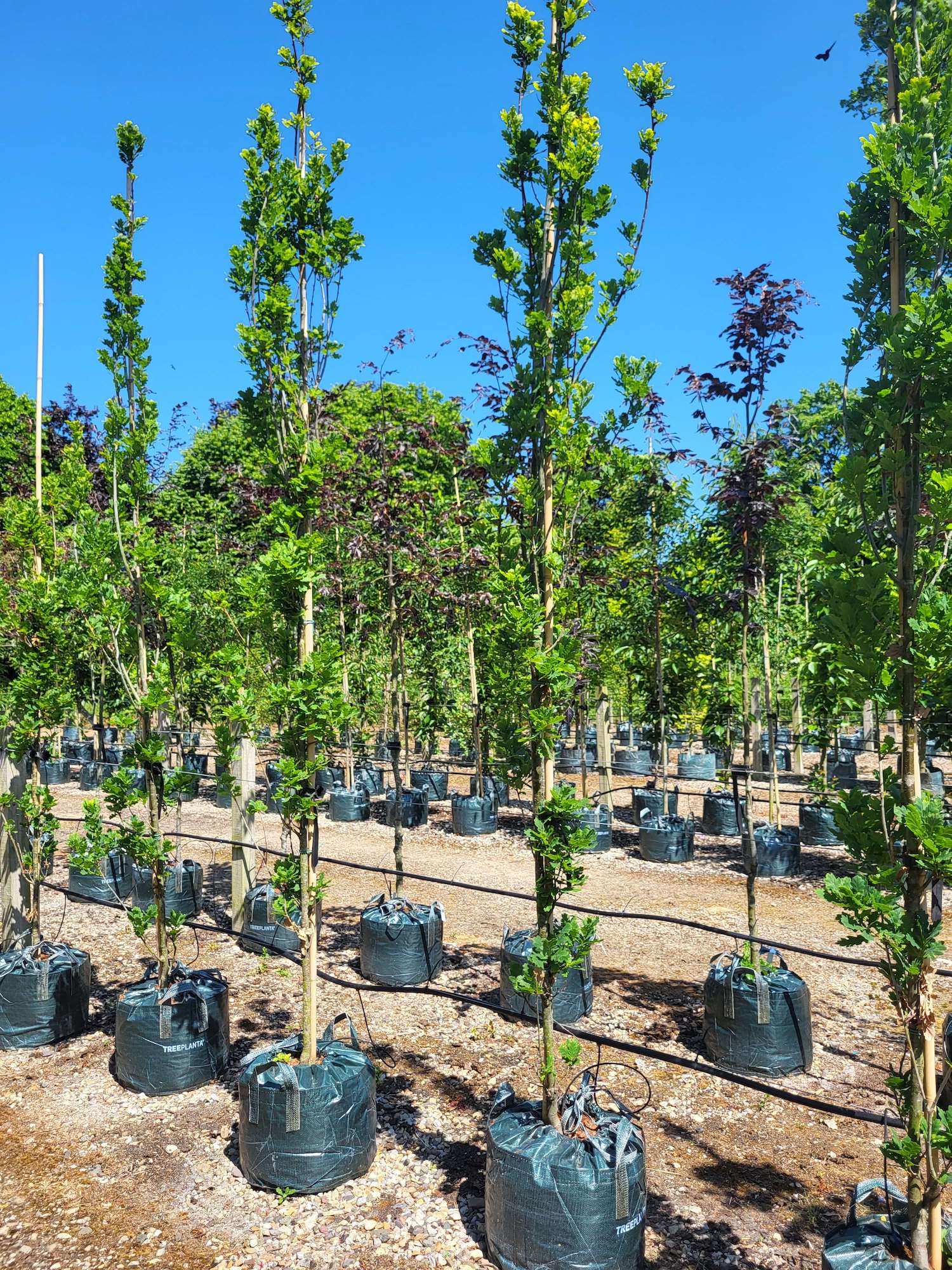 Fastigiate oak