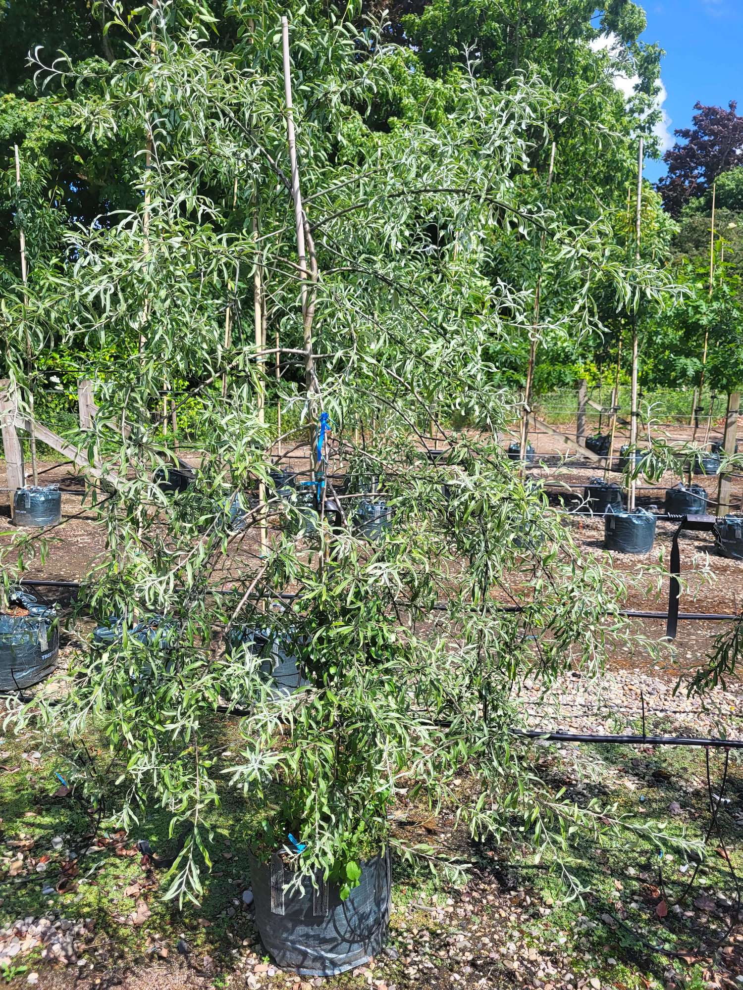 Weeping Silver Pear
