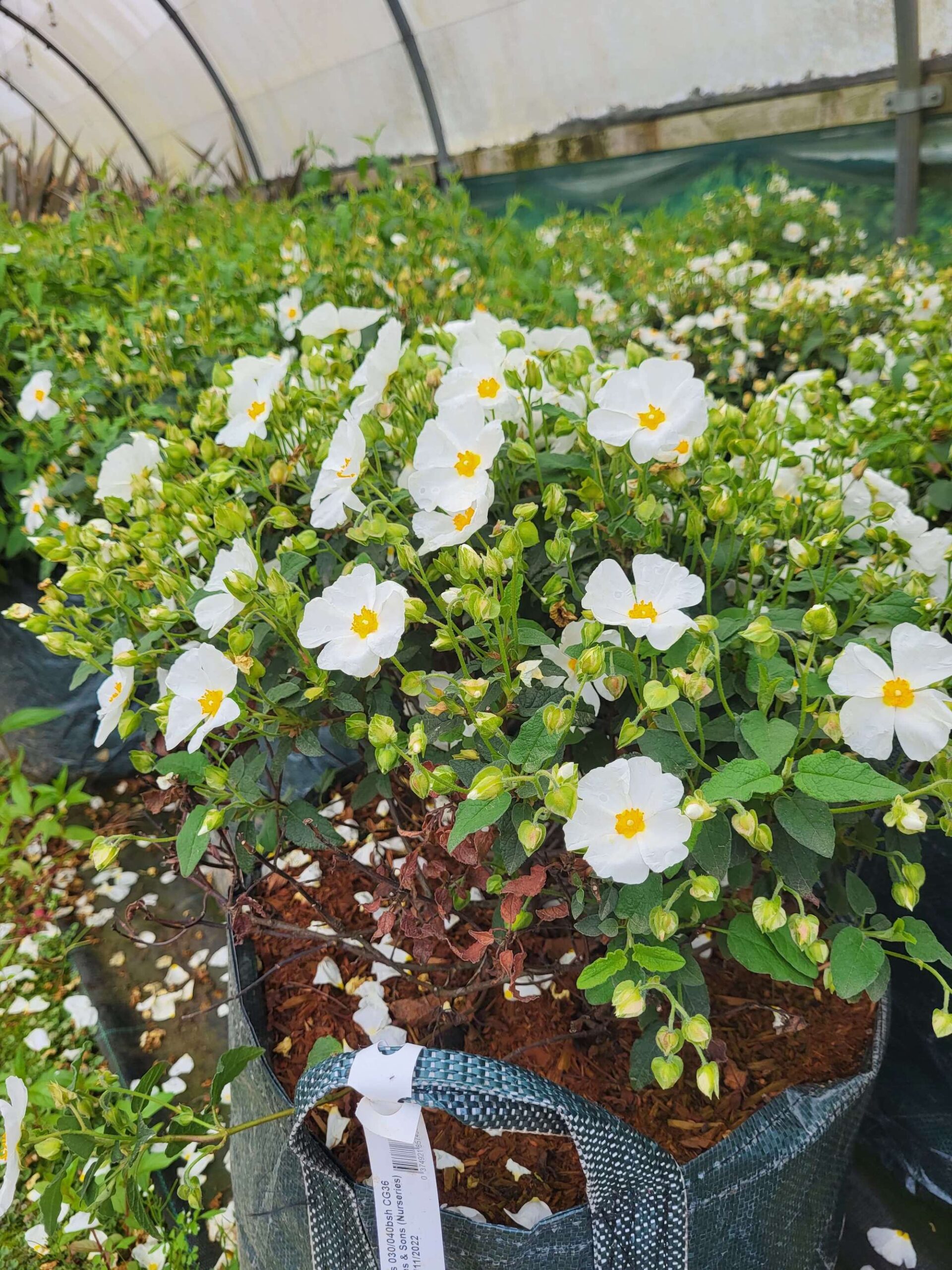 Rock rose