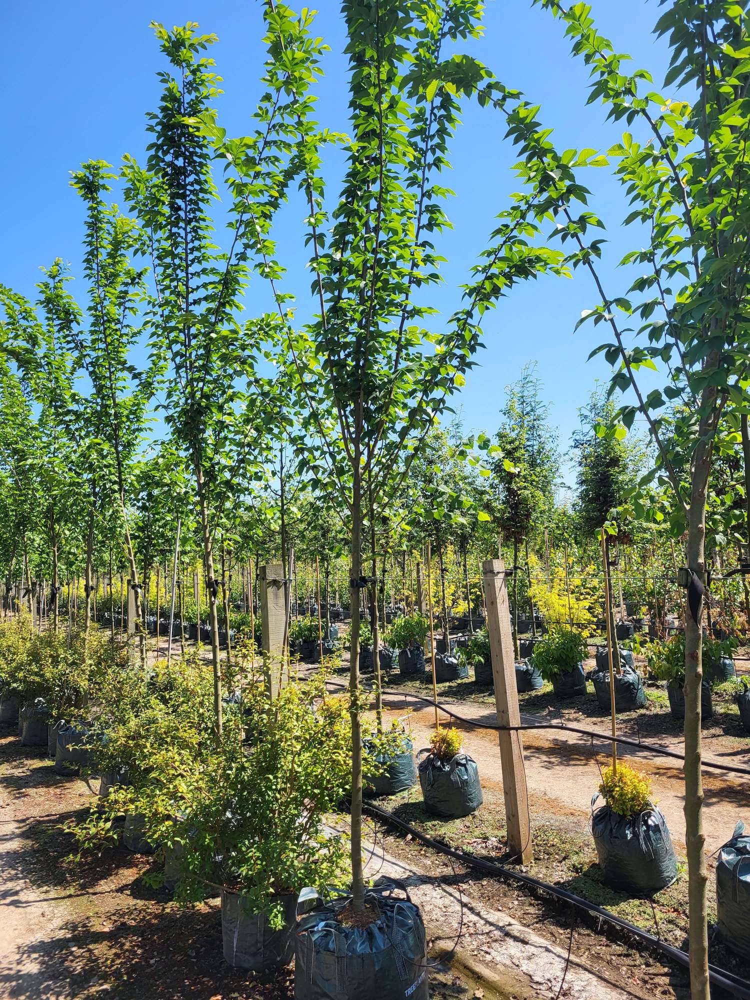 Resistant Elm