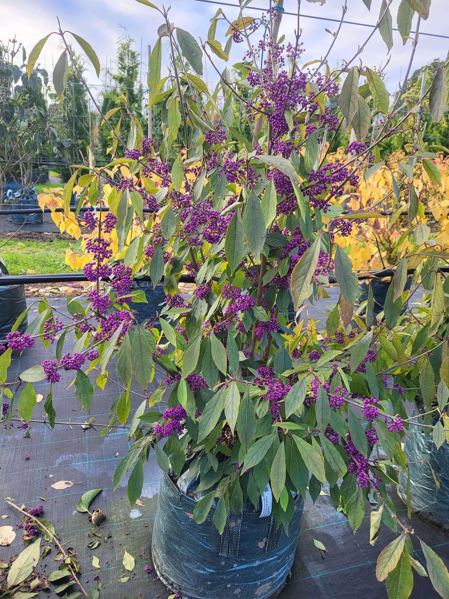 Beauty berry